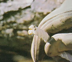 The ends of synthetic ropes can be melted to prevent unraveling.